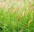 Ornamental Grass Seed - Calamagrostis Canadensis
