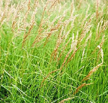 Ornamental Grass Seed - Calamagrostis Canadensis