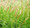Ornamental Grass Seed - Calamagrostis Canadensis