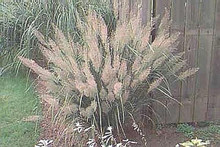 Ornamental Grass Seed - Calamagrostis Brachytricha