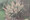 Ornamental Grass Seed - Calamagrostis Brachytricha