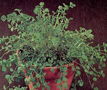 Herb Seeds - Burnet