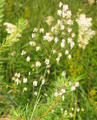 Ornamental Grass Seed - Briza Media Quaking Grass