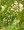 Ornamental Grass Seed - Briza Media Quaking Grass
