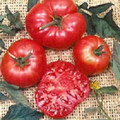 Brandywine Red Potato Leaf Tomato