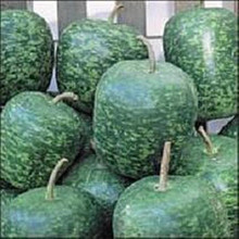 Apple Gourd