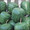Apple Gourd