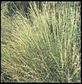 Ornamental Grass Seed - Bouteloua Curtipendula