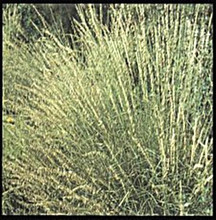Ornamental Grass Seed - Bouteloua Curtipendula