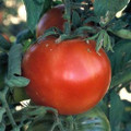 Bonnie Best Tomato Seed
