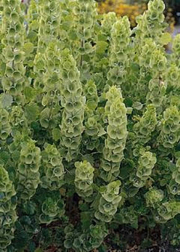 Bells Of Ireland Bells Annual Seeds