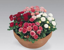 Bellis English Daisy Rominette Mix