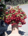 Begonia Tuberous Illumination Series Scarlet