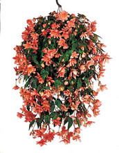Begonia Tuberous Illumination Series Salmon Pink