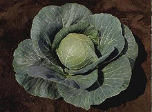 Cabbage Stonehead