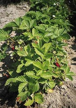 Vesca Alexandria Strawberry