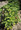 Vesca Alexandria Strawberry