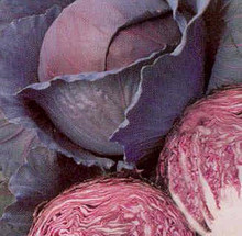 Cabbage Red Acre