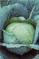 Cabbage Late Flat Dutch