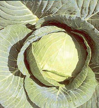 Cabbage Early Jersey Waekfield