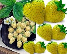 Yellow Wonder Strawberry