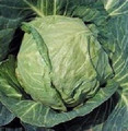 Cabbage Danish Ballhead Vegetable Seeds