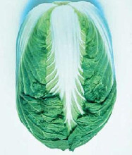 Cabbage Chinese Blues