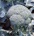 Broccoli Early Dividend
