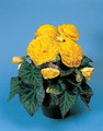 Begonia Tuberous - Non Stop Pl Series - Yellow