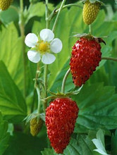 Vesca Var Vesca Strawberry