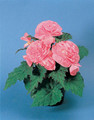 Begonia Tuberous - Non Stop Pl Series - Pink Seeds