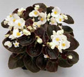 Begonia Fibrous Senator Series White