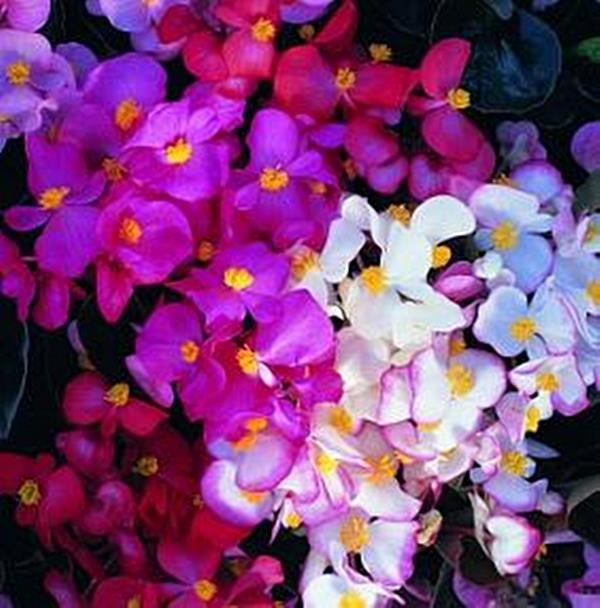 Begonia Seed Fibrous Cocktail Series Mix Annual Seeds