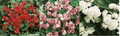 Begonia Fibrous  Queen Series Mix