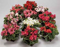 Begonia Fibrous Ambassador Series Mix