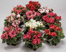 Begonia Fibrous Ambassador Series Mix