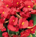 Begonia Seed Fibrous Ambassador Series Coral