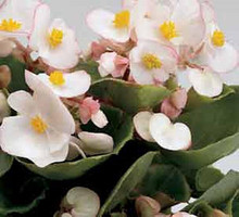 Begonia Fibrous Ambassador Series Bicolor