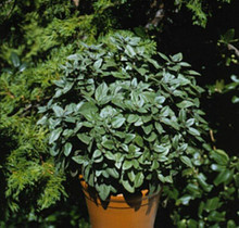 Basil Sweet Large Leaf