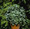 Basil Sweet Large Leaf