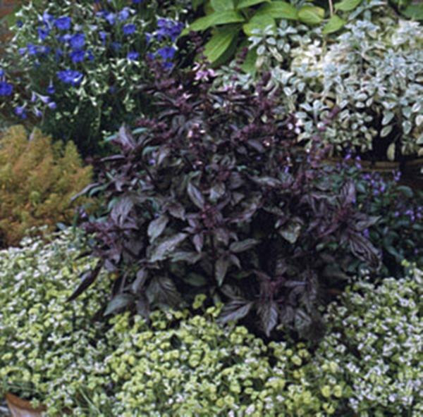 Herb Seeds Basil Licorice Seeds