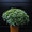Basil Holy Green