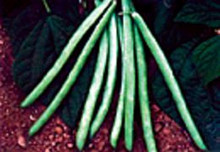 Bean Blue Lake Green Bush