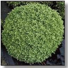 Basil Seed Dwarf Fine Bush Minette