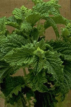 Basil Sweet Dani