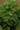 Basil Sweet Dani