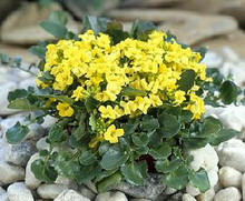 Barbarea Rupicola Sunnyola Perennial