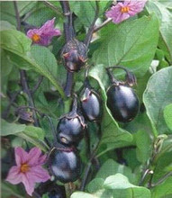 Bambino Eggplant