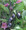 Bambino Eggplant
