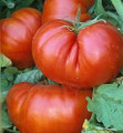 Aussie Tomato Seed